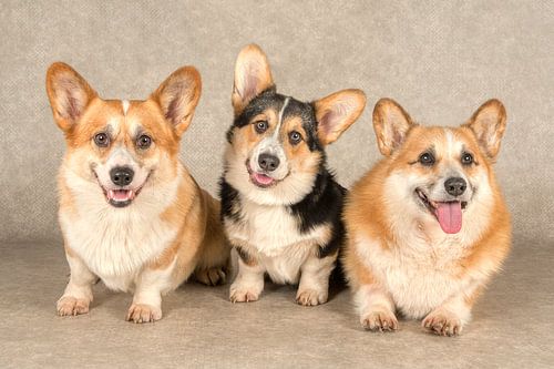 Welsh Corgi honden