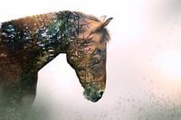Pine horse color