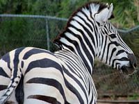 Zebra, Zoo, schwarz-weiß