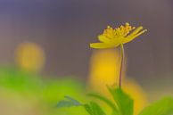 Ein gelbes Buschwindröschen (Anemone nemorosa) von Horst Husheer Miniaturansicht