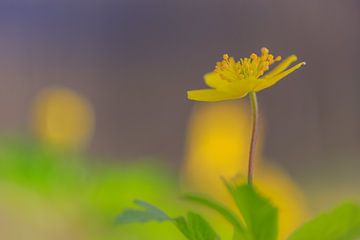Ein gelbes Buschwindröschen (Anemone nemorosa)