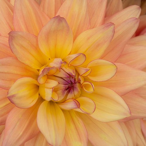 Bourgeon d'un dahlia