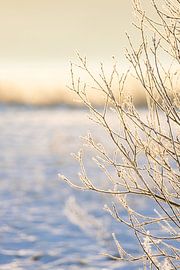 Frozen branches