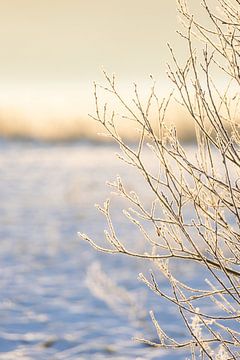 Bevroren takken van Ingrid Bergmann  Fotografie