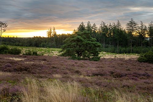 Bloeiende Lemelerheide bij zonsopkomst