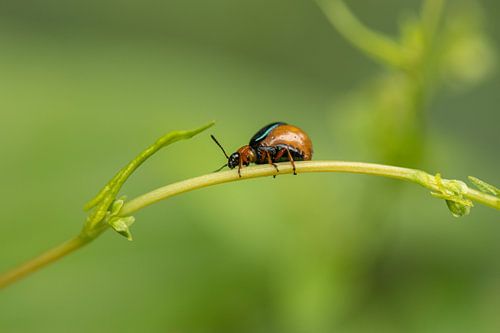 Dik duizendknoophaantje