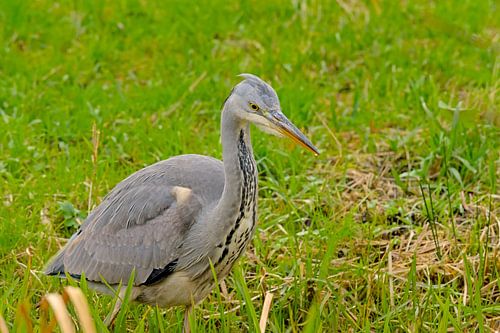 Blauwe reiger in een weide
