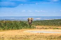 African elephant by Ivo de Rooij thumbnail
