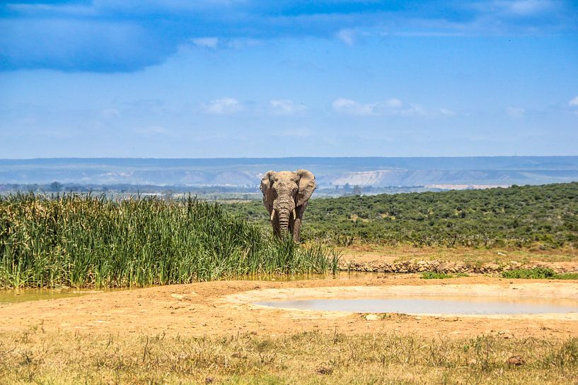 African elephant by Ivo de Rooij