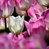 Eine weiße Tulpe zwischen rosa Tulpen von Gerard de Zwaan