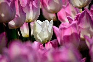 Une tulipe blanche parmi des tulipes roses