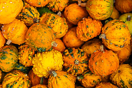 mixed pumpkins by Lizette Warnars