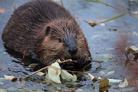 Canadese bever (Castor canadensis) Alaska VS