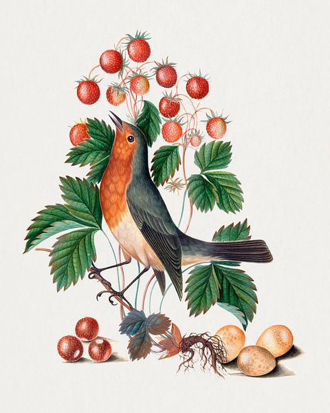 Rotkehlchen und Walderdbeere (1768) Gemälde von James Bolton. von Studio POPPY