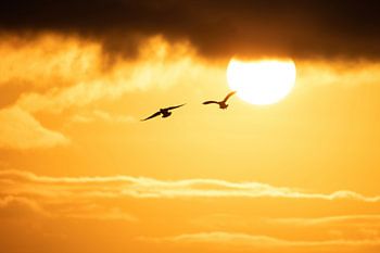 Flying off towards the sun