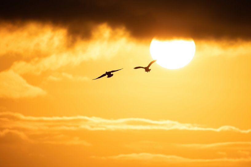 Flying off towards the sun by Marjan Slaats