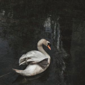 Schwan