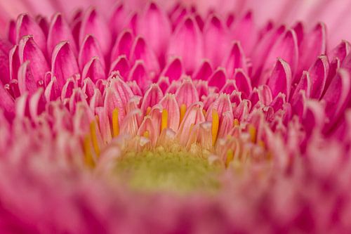 Le gerbera rose en détail