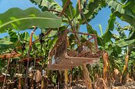 Los Amates: Bananenplantage by Maarten Verhees thumbnail