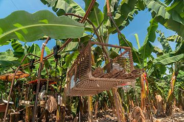 Los Amates: Bananenplantage van Maarten Verhees