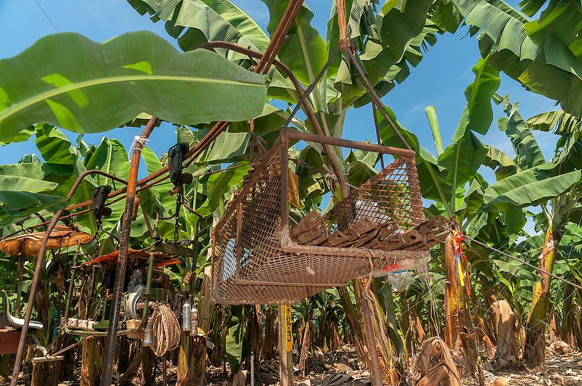 Los Amates: Bananenplantage by Maarten Verhees