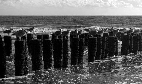 Seagulls on a breakwater by MSP Canvas