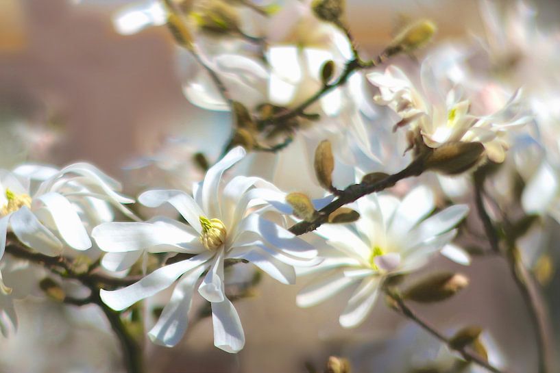 Japanse Magnolia van Marianna Pobedimova