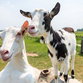 Fien and Fleur, the happy goats of Landerij de Park by Reversepixel Photography