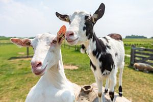 Fien und Fleur, die glücklichen Ziegen von Landerij de Park
