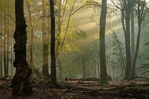 Van rechts naar links in het Speulderbos van Jos Erkamp