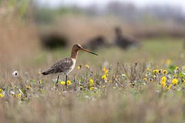 Uferschnepfe inmitten der Blumen von Piet Hein Schuijff
