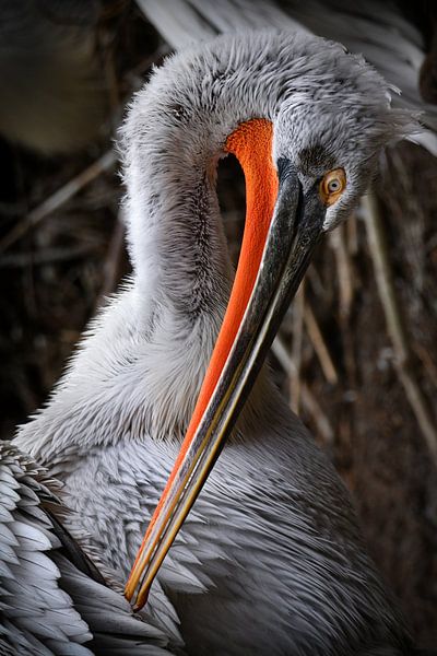 Beautiful pelican by Chihong