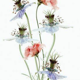 Fleurs aux couleurs pastel sur Klaartje Majoor