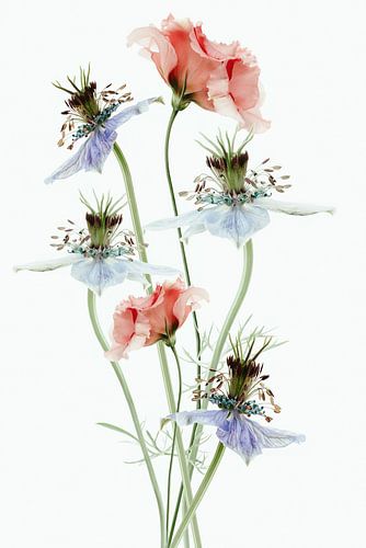 Bloemen in pastelkleuren