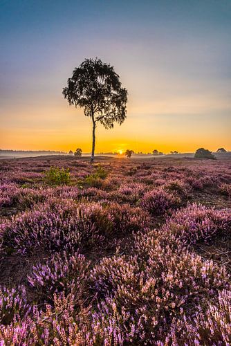 Ochtendglorie op de heide