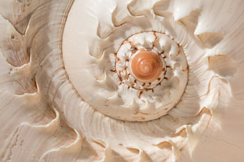Schelp spiraal (Melo Diadema)