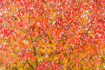 Feuilles d'automne sur Marian Sintemaartensdijk