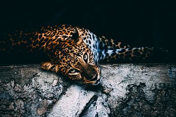 Leopard photographed in Vietnam by Ken Tempelers