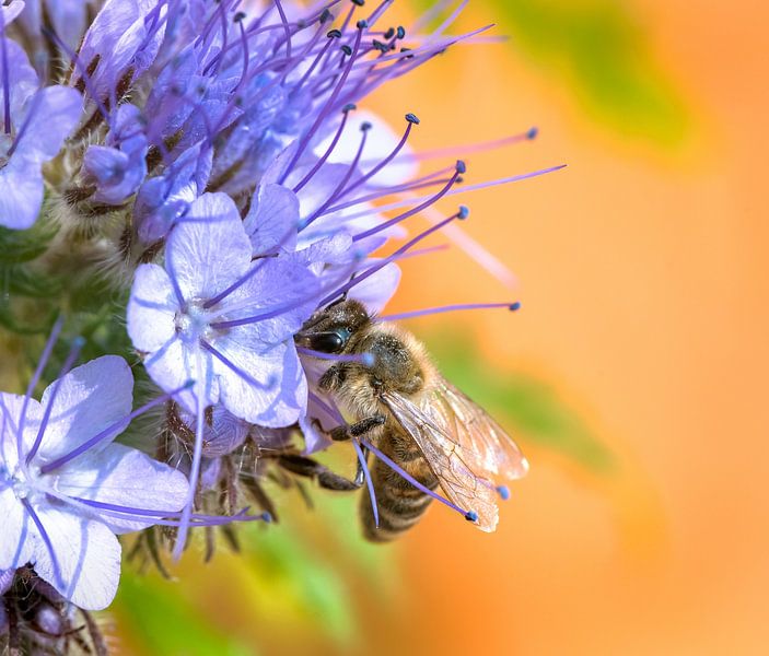 Bee on a Phacelia flower by ManfredFotos