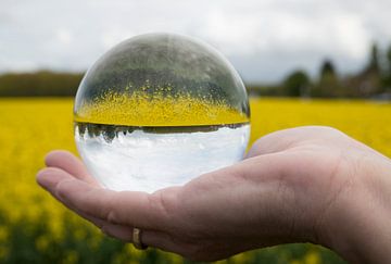 een koolzaadveld in een glazen bol van ChrisWillemsen