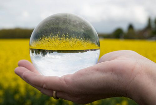 rapeseed in glass sphere
