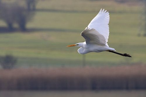 Grote witte zilverreiger in vlucht