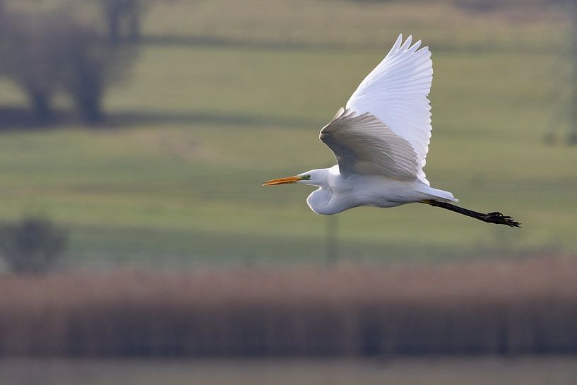 Grote witte zilverreiger in vlucht van Andreas Müller