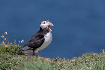 Puffin