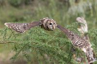 Waldkauz im Flug