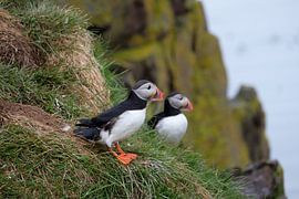 Puffin by Yolande Tump