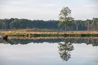 water reflectie van een solitaire boom in de lente.