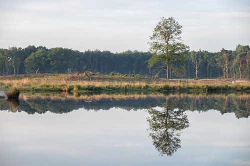 water reflection from a solitary tree in spring.