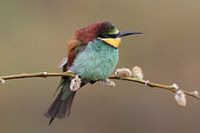European Bee-eater (Merops apiaster)