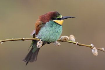 Europese Bijeneter (Merops apiaster) van Ronald Pol